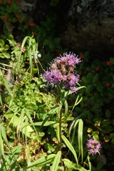 Saussurea triangulata