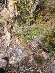 Philotheca queenslandica