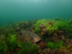 Trygonorrhina dumerilii