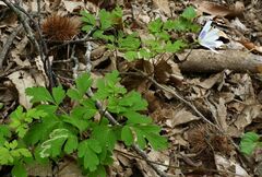 Anemonoides apennina