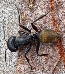 Camponotus aeneopilosus