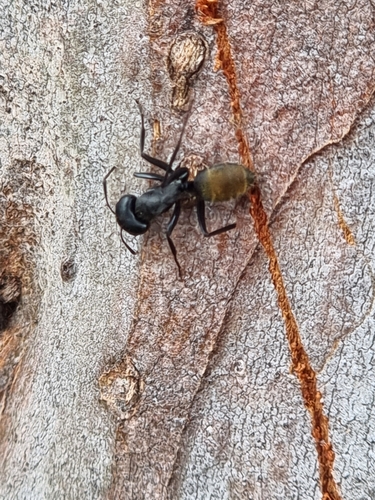 Photo of Golden-tailed Sugar Ant (Camponotus aeneopilosus)