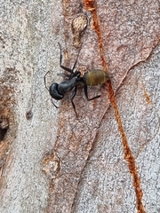 Camponotus aeneopilosus