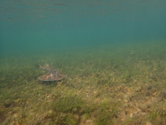 Trygonorrhina dumerilii