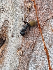 Camponotus aeneopilosus