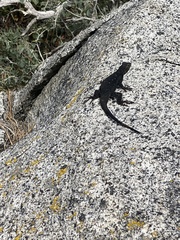 Sceloporus occidentalis taylori