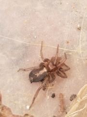 Herpyllus propinquus