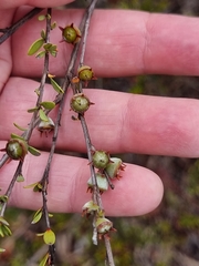 Leptospermum semibaccatum