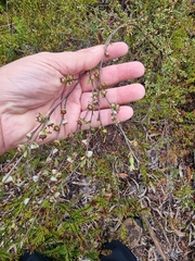 Leptospermum semibaccatum