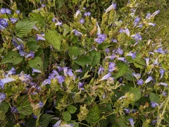 Strobilanthes rankanensis