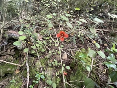 Rhabdothamnus solandri