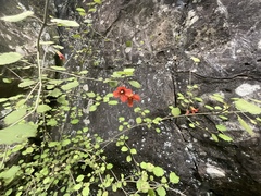 Rhabdothamnus solandri