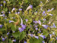 Strobilanthes rankanensis