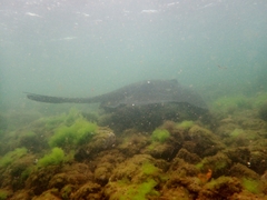 Bathytoshia brevicaudata