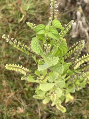 Ocimum tenuiflorum