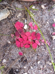 Oxalis commutata