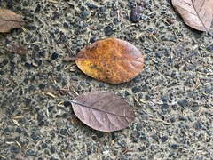 Beilschmiedia tarairi