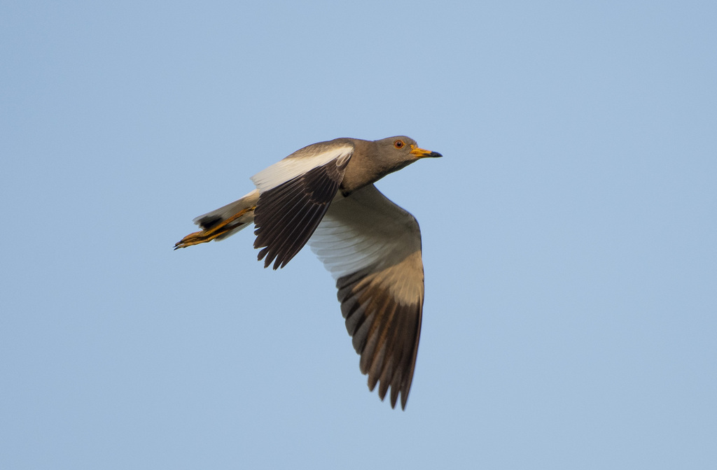 Grey-Headed Lapwing