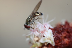 Platycheirus trichopus