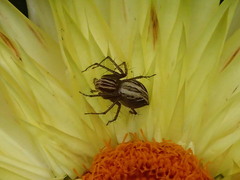 Oxyopes