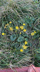 Farfugium japonicum