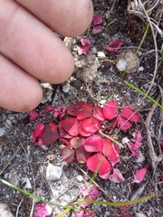 Oxalis commutata