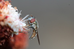 Platycheirus trichopus