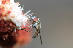 Platycheirus trichopus