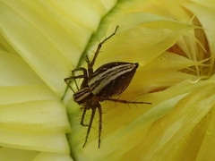 Oxyopes