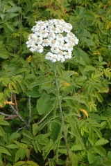 Achillea alpina camtschatica