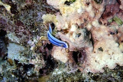 Chromodoris lochi