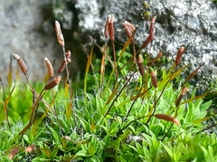 Tortula muralis muralis