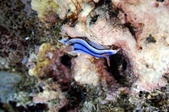 Chromodoris lochi
