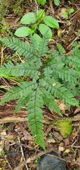 Adiantum cunninghamii