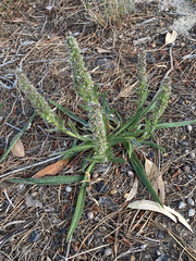 Echiostachys incanus