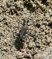 Calomera decemguttata