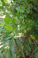Kraussia floribunda