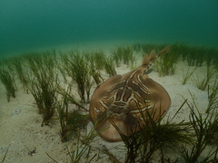 Trygonorrhina dumerilii