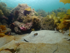 Trygonorrhina dumerilii