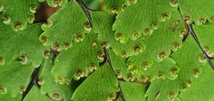 Adiantum cunninghamii