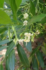 Kraussia floribunda