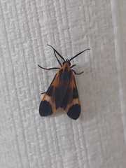 Dycladia
