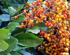 Sapindaceae