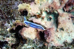 Chromodoris lochi