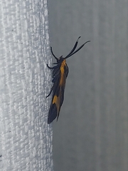Dycladia