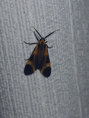 Dycladia