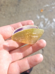 Latona deltoides