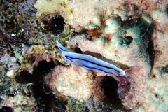 Chromodoris lochi