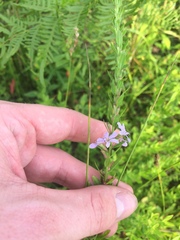 Lythrum alatum lanceolatum