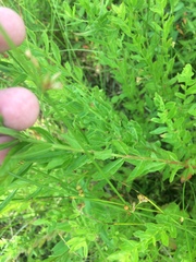 Lythrum alatum lanceolatum